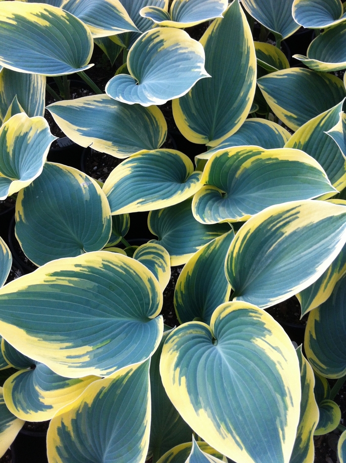 'First Frost' Hosta, Plantain Lily - Hosta from Robinson Florists