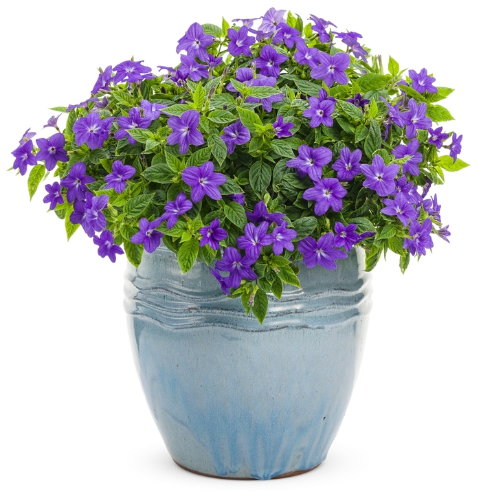 Endless™ 'Illumination' - Browallia (Bush Violet) from Robinson Florists