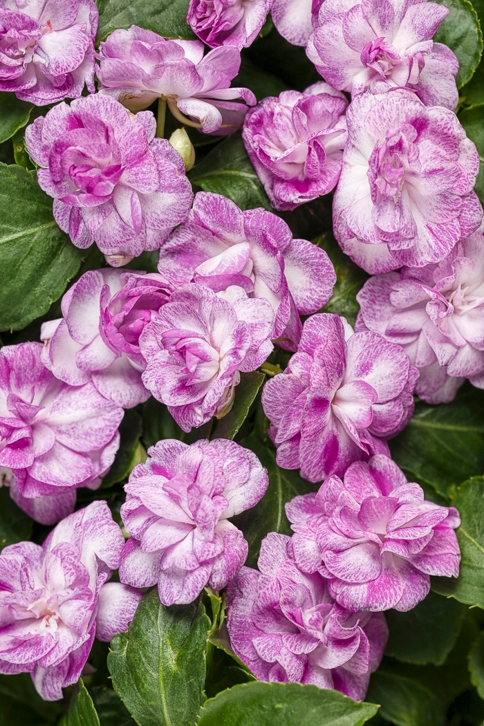 Rockapulco® 'Wisteria' - Impatiens walleriana (Double Impatiens) from Robinson Florists