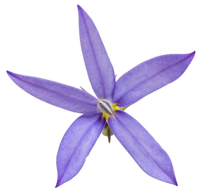 'Beth's Blue®' Star Flower - Isotoma axillaris from Robinson Florists