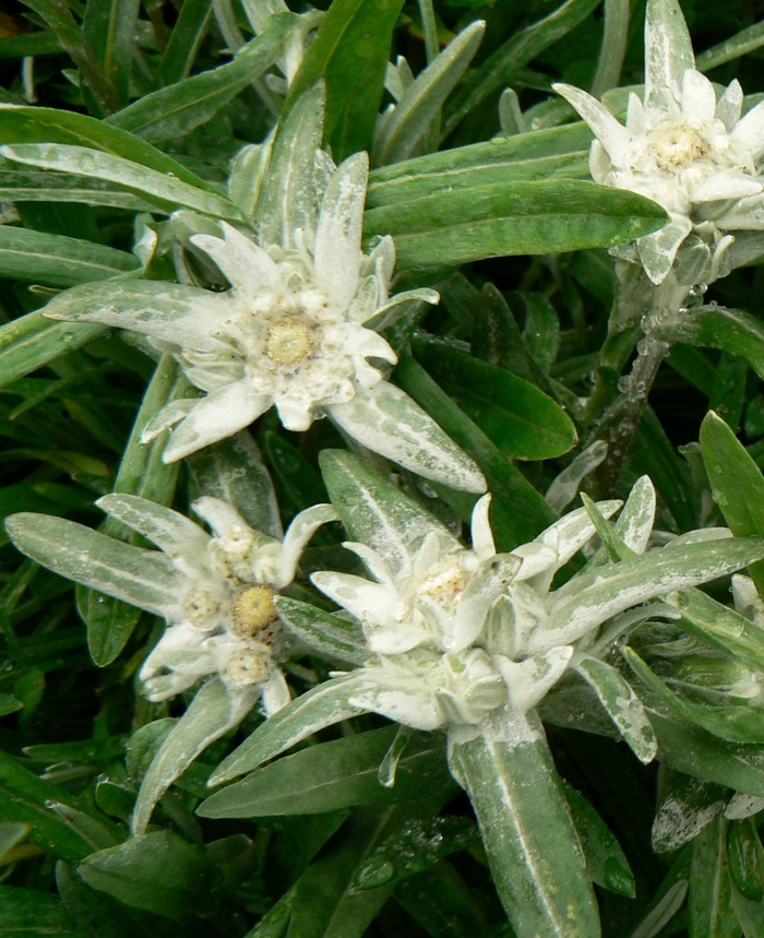 Edelweiss - Leontopodium alpinum from Robinson Florists