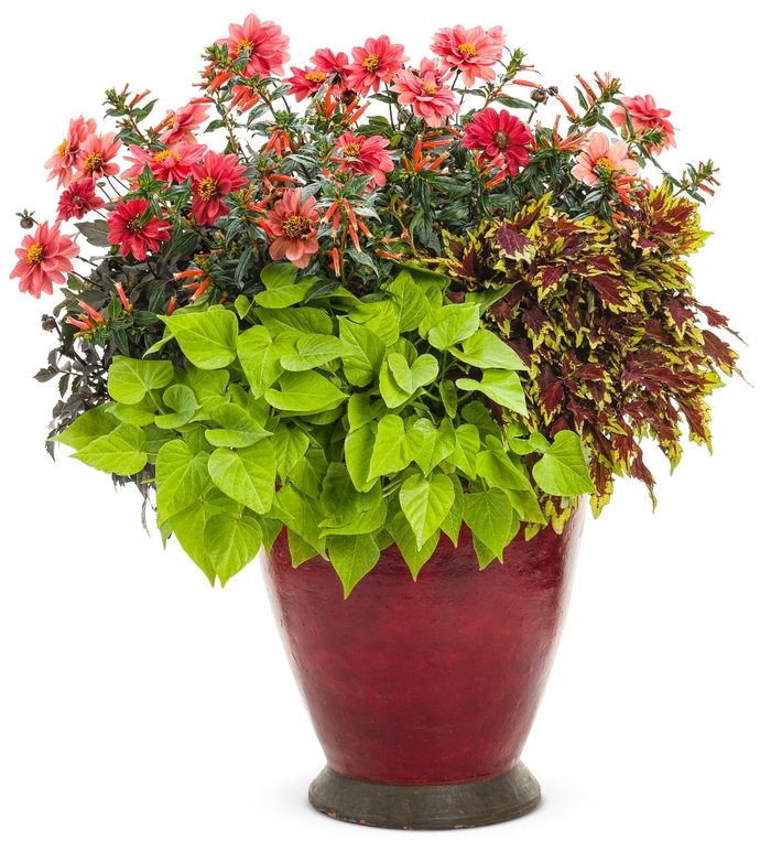 ColorBlaze® 'Royale Apple Brandy®' - coleus scutellarioides from Robinson Florists