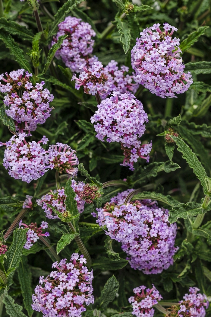 Meteor Shower® - Verbena bonariensis from Robinson Florists