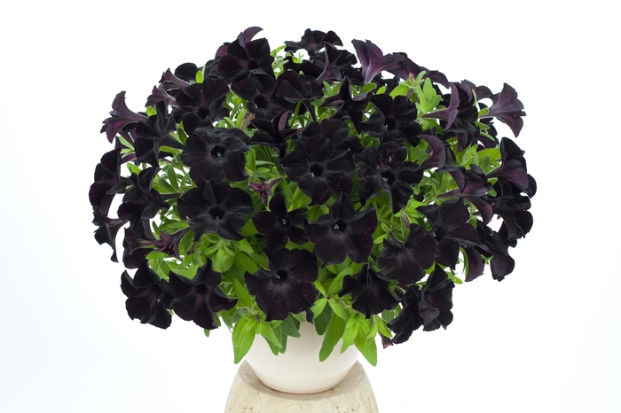 'Black Ray' - Petunia from Robinson Florists