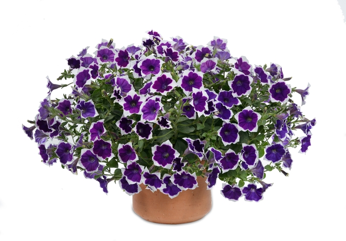 Cascadias&trade; 'Rim Violet Improved' - Petunia from Robinson Florists