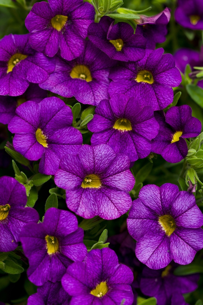 Superbells® Blue - Calibrachoa from Robinson Florists