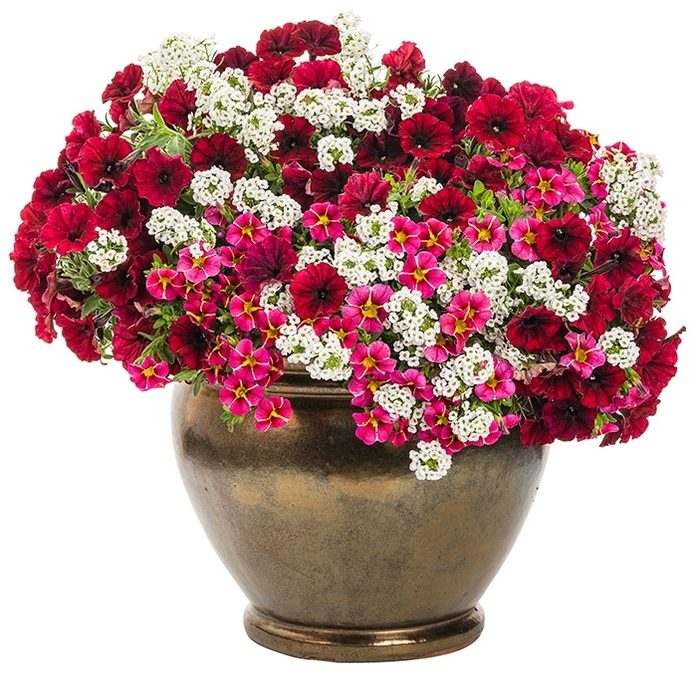 Superbells® 'Cherry Star' - Calibrachoa from Robinson Florists