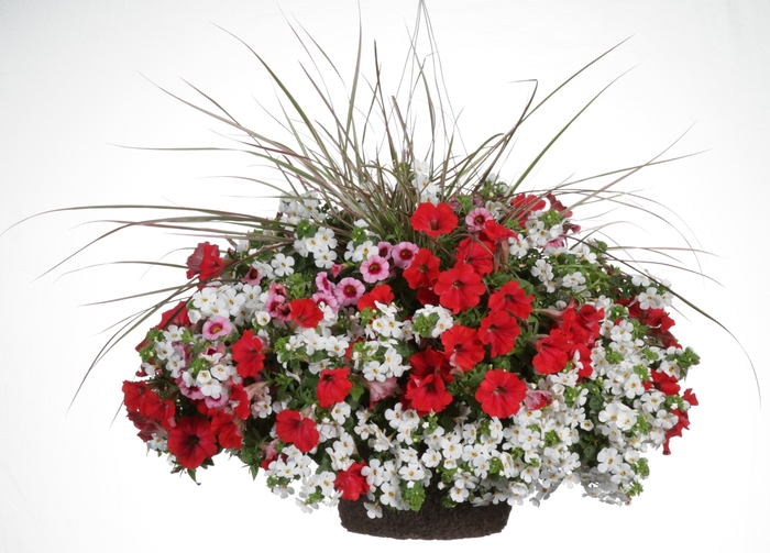 Superbells&reg; 'Strawberry Punch&trade;' - Calibrachoa from Robinson Florists