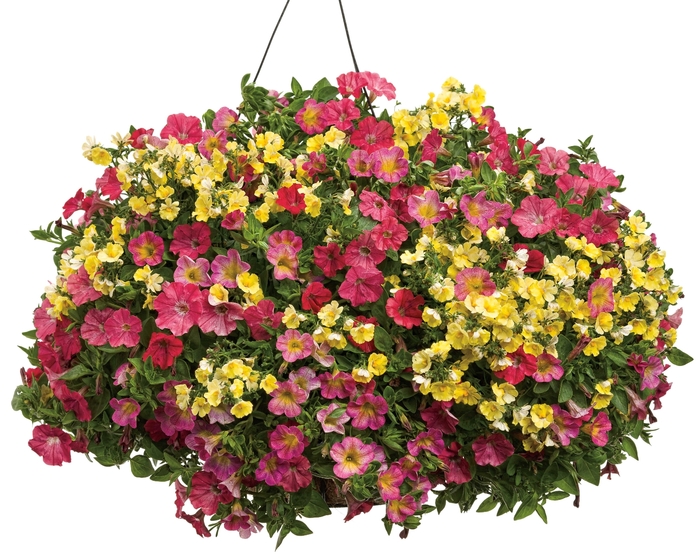 Superbells&reg; 'Sweet Tart&trade;' - Calibrachoa from Robinson Florists