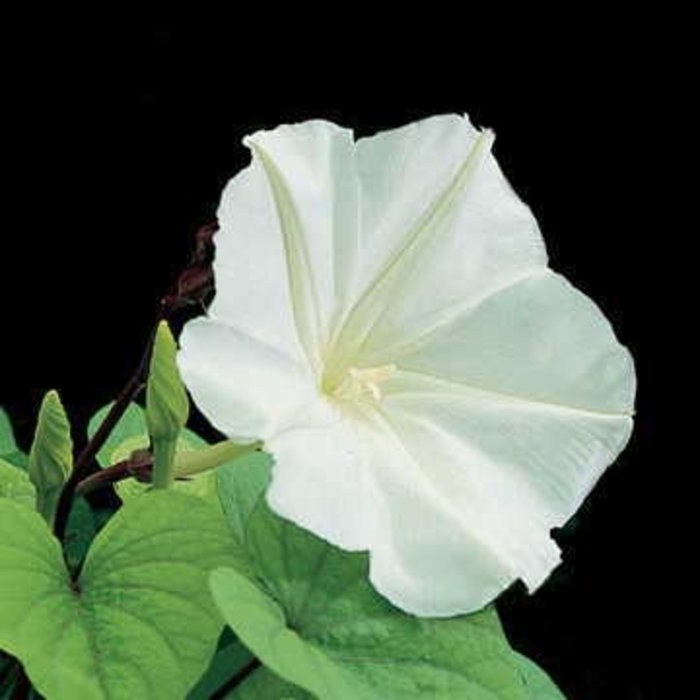 Moon Flower Vine - Ipomoea alba from Robinson Florists