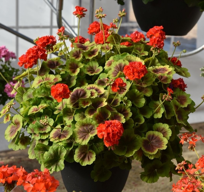 'Brocade Fire' Zonal Geranium - Pelargonium x hortorum from Robinson Florists