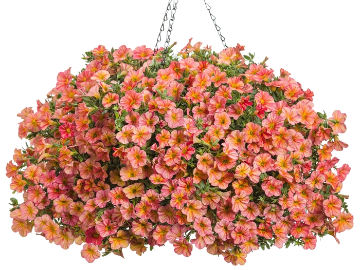 Superbells® 'Tropical Sunrise' - Calibrachoa from Robinson Florists