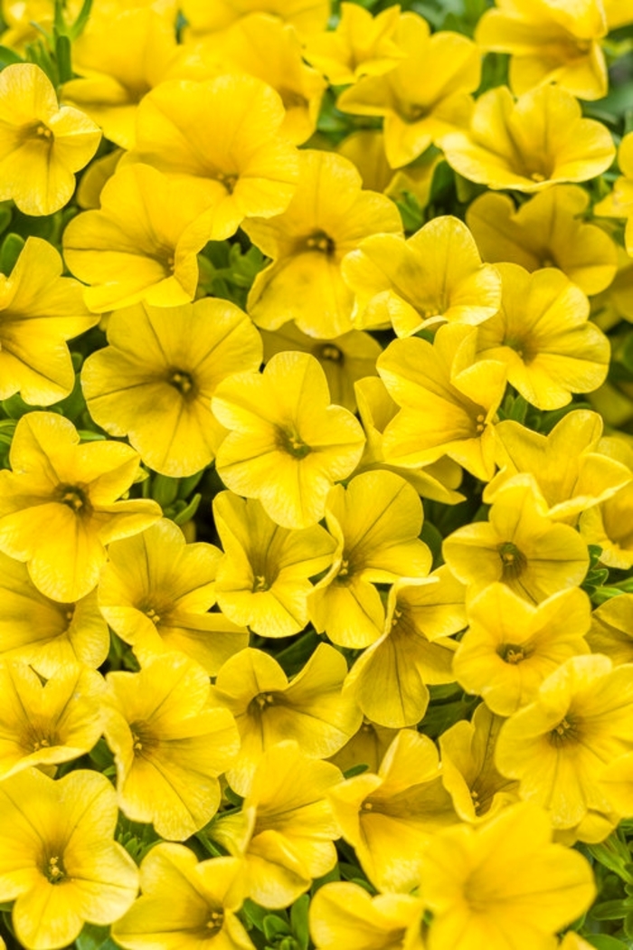 Superbells® 'Yellow' - Calibrachoa from Robinson Florists