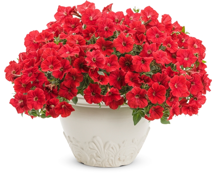 Supertunia® 'Really Red' - Petunia from Robinson Florists