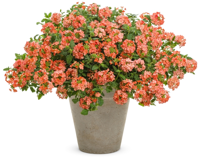 Superbena Royale® 'Peachy Keen' - Verbena from Robinson Florists