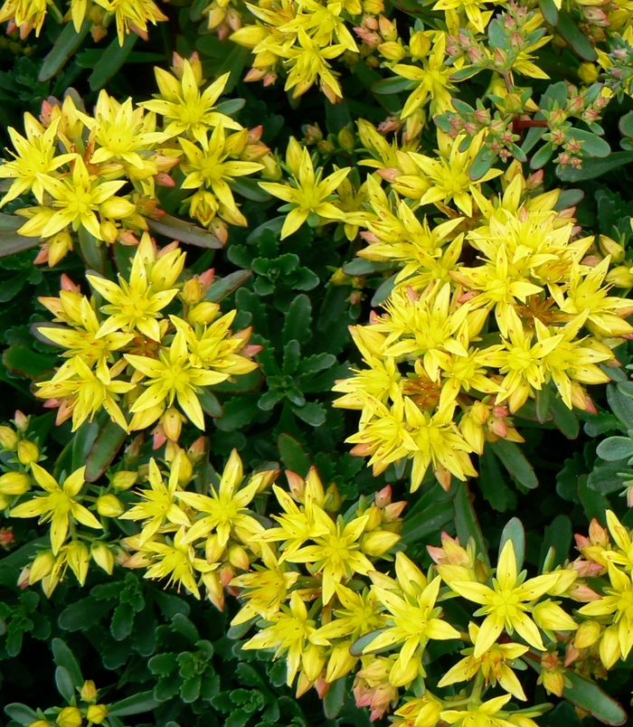 'Weihenstephaner Gold' Stonecrop - Sedum floriferum from Robinson Florists