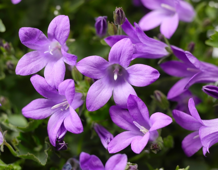 Clockwise™ 'Compact Deep Blue' - Campanula portenschlagiana (Bellflower) from Robinson Florists