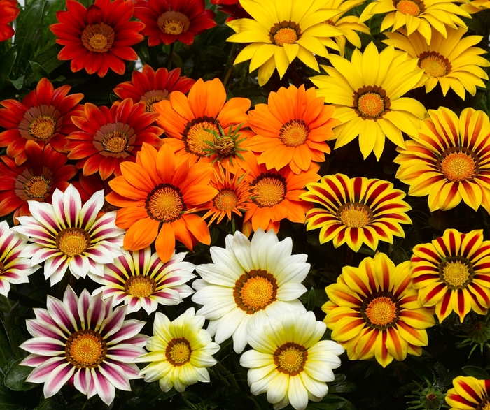 Big Kiss™ 'Mix' - Gazania rigens (Treasure Flower) from Robinson Florists