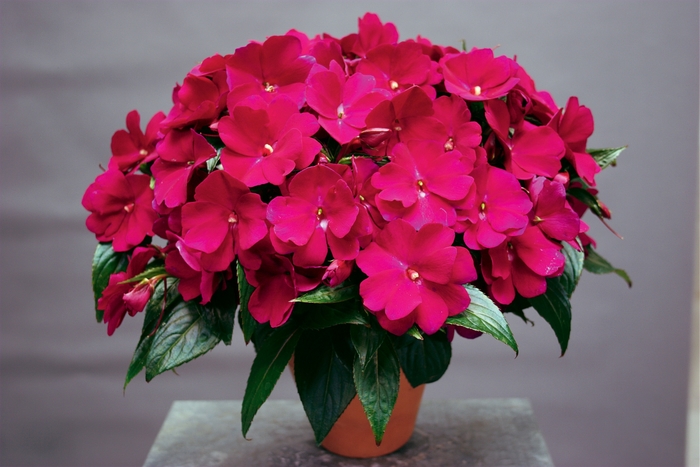 Sonic® 'Sweet Purple' - Impatiens hawkeri (New Guinea impatiens) from Robinson Florists