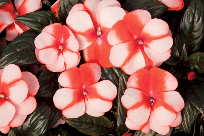 Sonic® 'Sweet Orange' - Impatiens hawkeri (New Guinea impatiens) from Robinson Florists