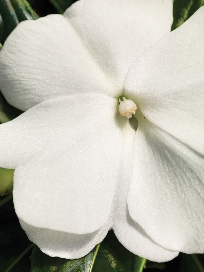 Sonic® White - Impatiens hawkeri (New Guinea impatiens) from Robinson Florists