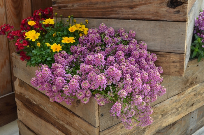 'Raspberry Stream™' Sweet Alyssum - Lobularia from Robinson Florists