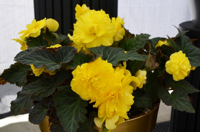 Nonstop® 'Yellow' - Begonia x tuberhybrida (Tuberous Begonia) from Robinson Florists