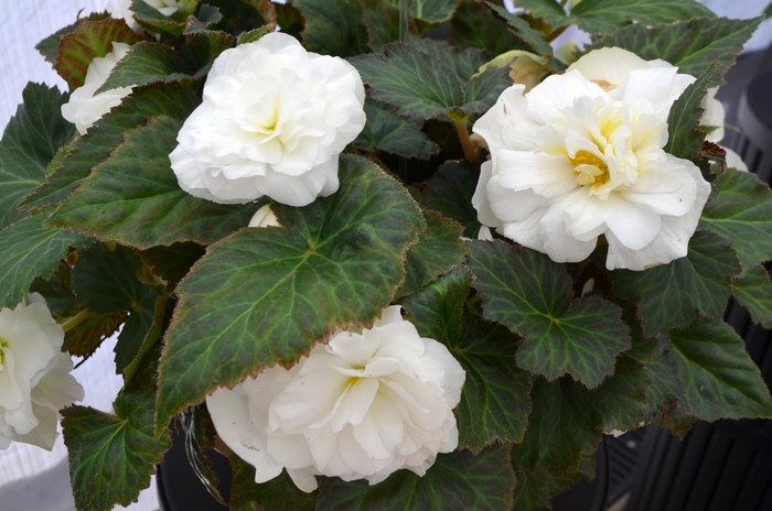 Nonstop® 'White' - Begonia x tuberhybrida (Tuberous Begonia) from Robinson Florists