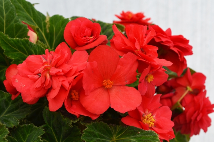 Nonstop® 'Deep Rose' - Begonia x tuberhybrida (Tuberous Begonia) from Robinson Florists