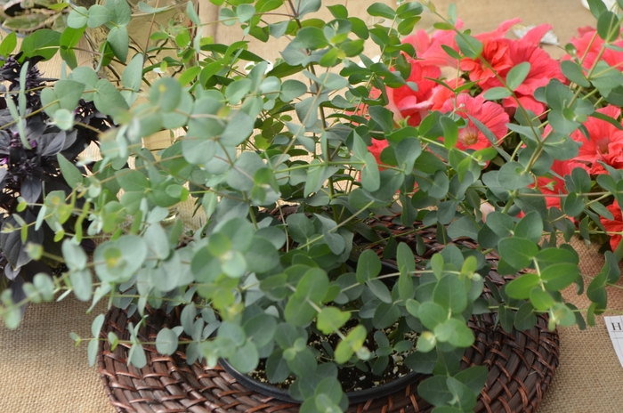 'Silver Drop' - Eucalyptus gunnii from Robinson Florists