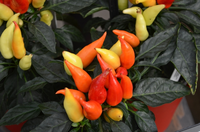 'Blaze' Ornamental Pepper - Capsicum annuum from Robinson Florists