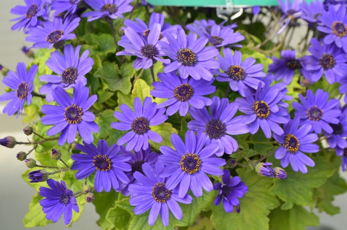 Primavera™ 'Navy Blue' - Pericallis (Cineraria) from Robinson Florists