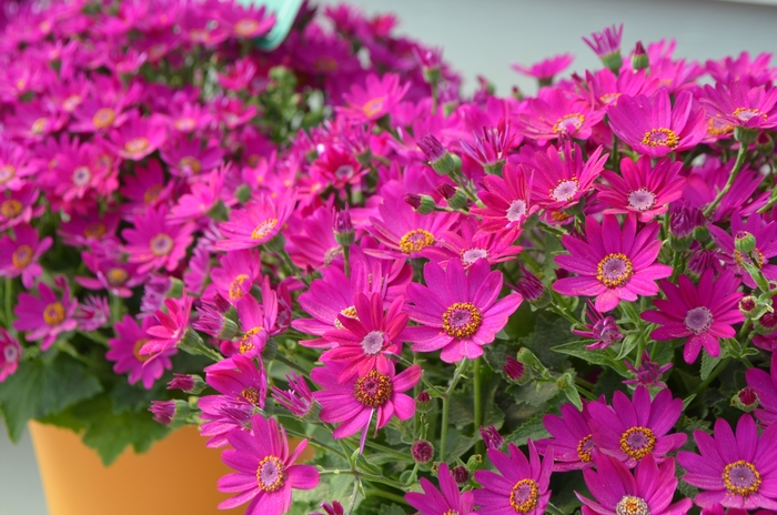 Primavera™ 'Fuchsia' - Pericallis (Cineraria) from Robinson Florists