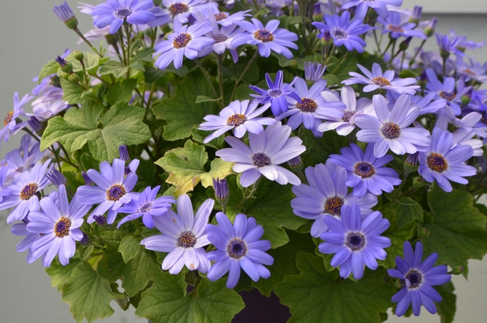 Primavera™ 'Denim' - Pericallis (Cineraria) from Robinson Florists