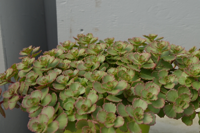 'Elizabeth' Stonecrop - Sedum spurium from Robinson Florists