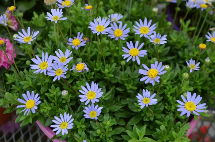 'Bellicia' Felicia Daisy - Felicia from Robinson Florists