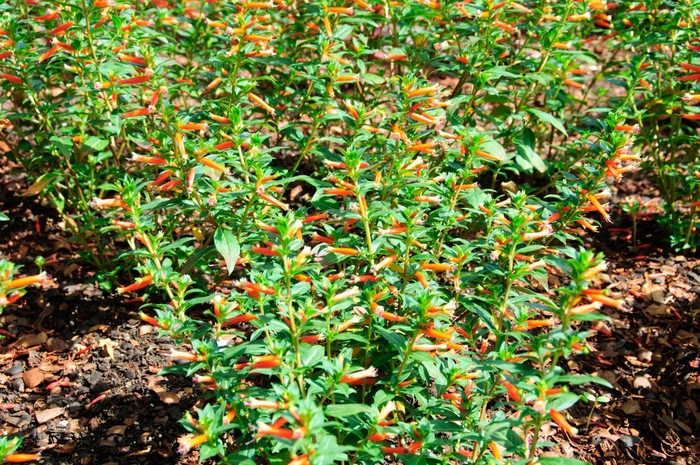 'Vermillionaire®' Large Firecracker Plant - Cuphea from Robinson Florists