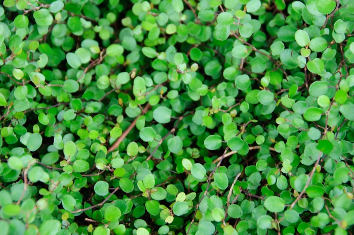 Creeping Wire Vine - Muehlenbeckia axillaris from Robinson Florists