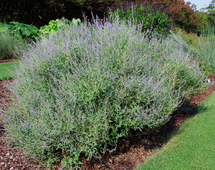 'Crazy Blue' Russian Sage - Perovskia atriplicifolia from Robinson Florists