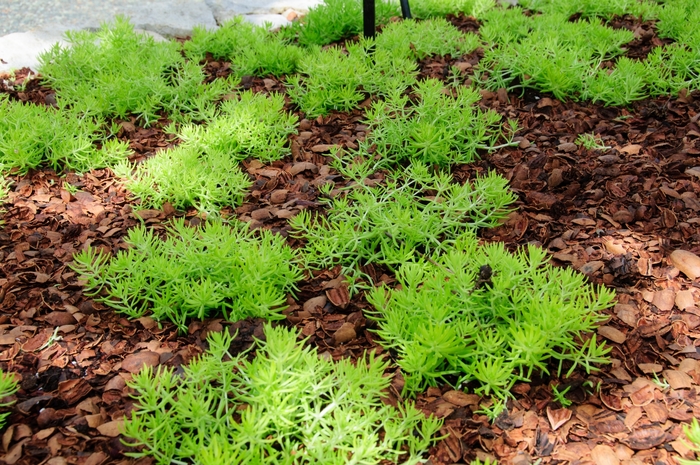 'Lemon Coral®' Stonecrop - Sedum mexicanum from Robinson Florists