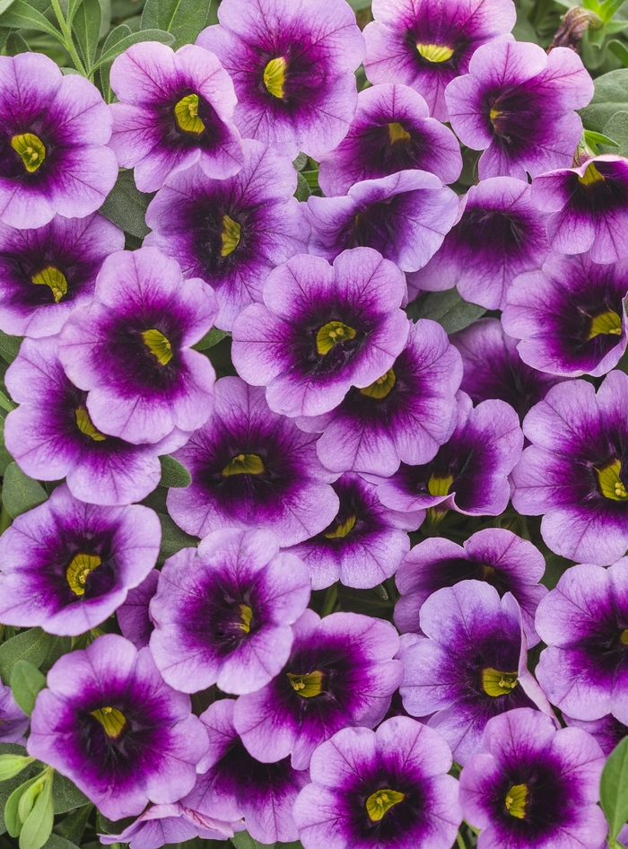 Superbells® 'Blue Moon Punch™' - Calibrachoa from Robinson Florists