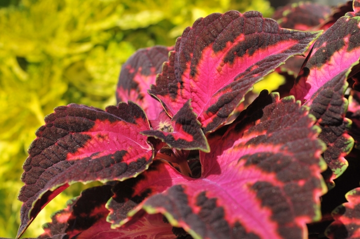 Main Street 'Fifth Avenue' - coleus from Robinson Florists