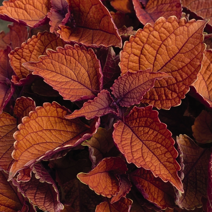 Main Street 'Wall Street™' - coleus from Robinson Florists