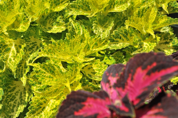 Main Street 'River Walk' - coleus from Robinson Florists