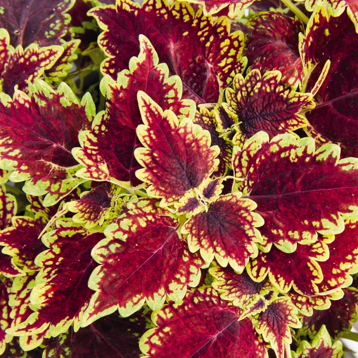 Main Street 'Oxford Street' - coleus from Robinson Florists