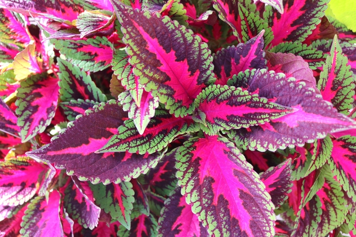 Main Street 'Ruby Road' - coleus from Robinson Florists