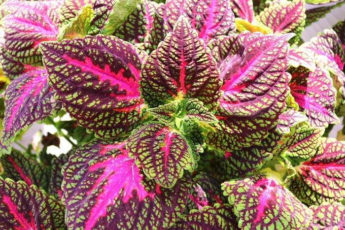 Main Street 'La Rambla' - coleus from Robinson Florists