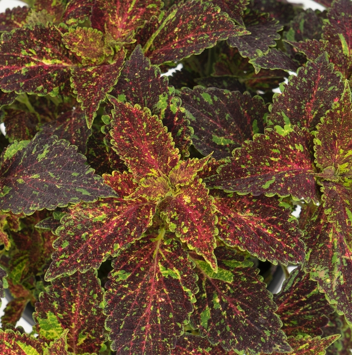 Main Street 'Michigan Avenue' - coleus from Robinson Florists