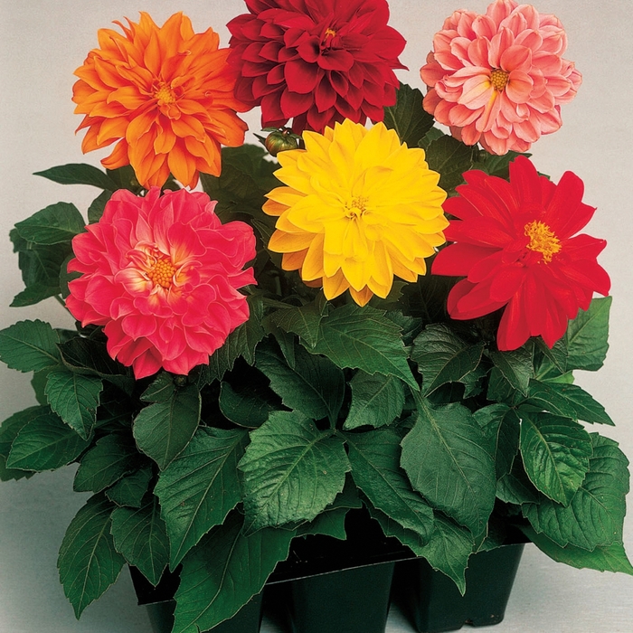 'Fresco Mix' - Dahlia from Robinson Florists