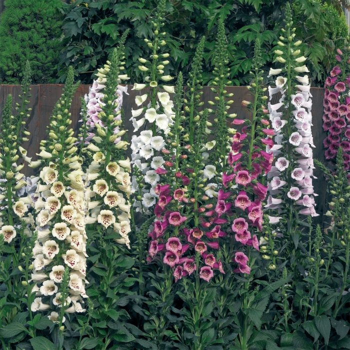 Camelot™ 'Mix' - Digitalis purpurea (Foxglove) from Robinson Florists